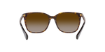 50033B - Shiny Dark Havana / Gradient Brown