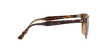 1292M2 - Havana On Transparent Brown / Brown Polarized