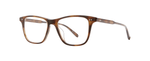 SPBRNSH - Spotted Brown Shell / 
