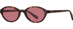 MGT/SFMIF - Marigold Tortoise/Semi-Flat Mission Fig / 