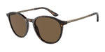 502673 - Havana / Dark Brown