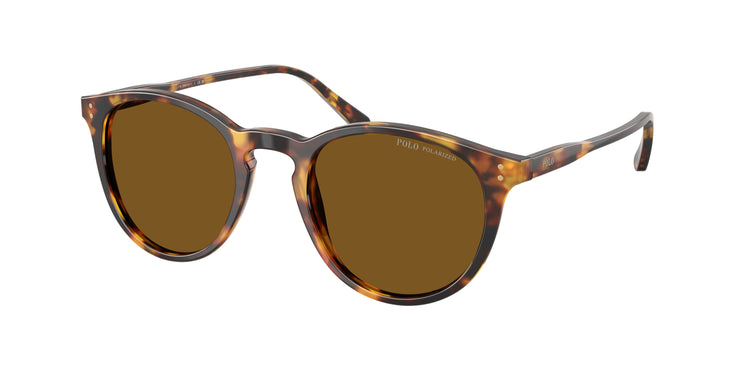 513483 - Shiny Antique Havana / Polarized Brown
