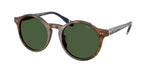 562571 - Shiny Brown Tortoise / Green