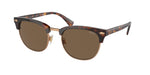 613773 - Shiny Brown Tortoise / Brown