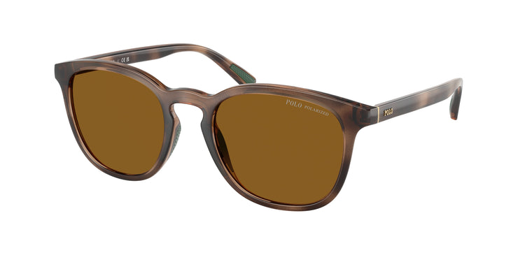 500383 - Shiny Dark Havana / Dark Polarized Brown