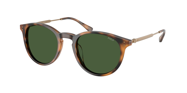 500371 - Shiny Red Havana / Dark Green