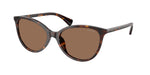 500373 - Dark Havana / Brown