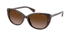 500313 - Shiny Dark Havana / Gradient Brown