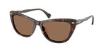 500373 - Shiny Dark Havana / Brown