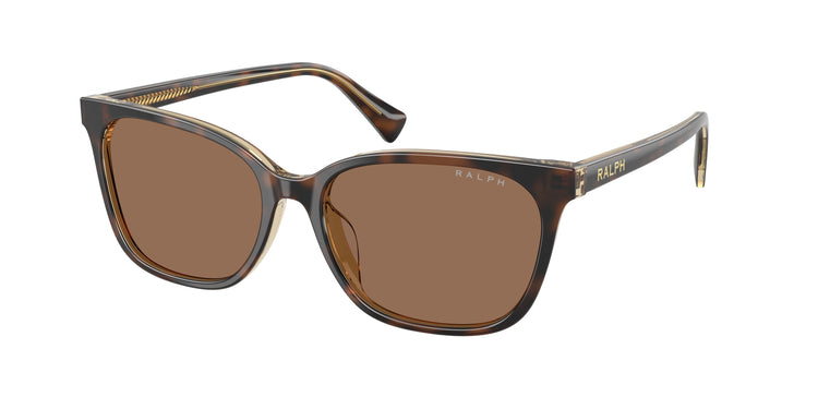 629473 - Tortoise/Transparent / Brown
