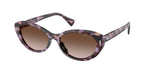 634213 - Violet Havana / Gradient Brown